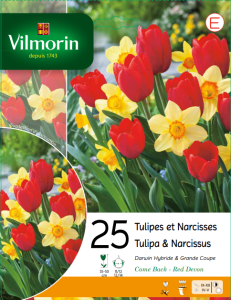 Tulipes et Narcisses (x25)
